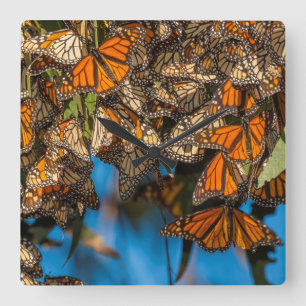Migrating monarch butterflies cling to leaves square wall clock