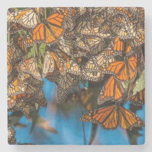 Migrating monarch butterflies cling to leaves stone coaster