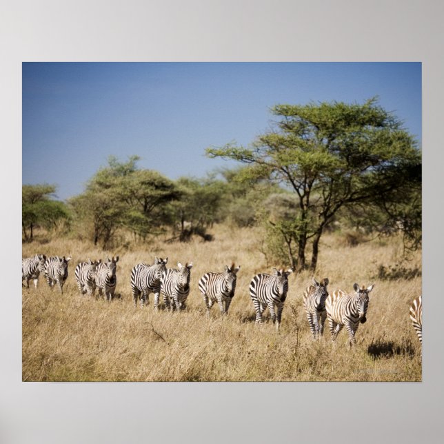 Migrating zebra, Tanzania Poster (Front)