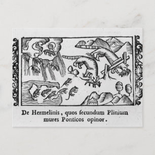 Migration of lemmings postcard