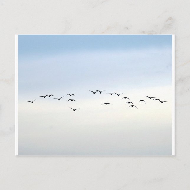 migratory birds postcard (Front)