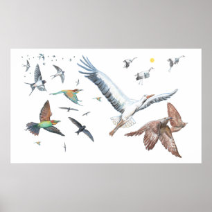 Migratory birds tracing their flights Illustration Poster