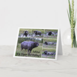 Mike Happy Birthday Cape Buffalo Mud Bath Card