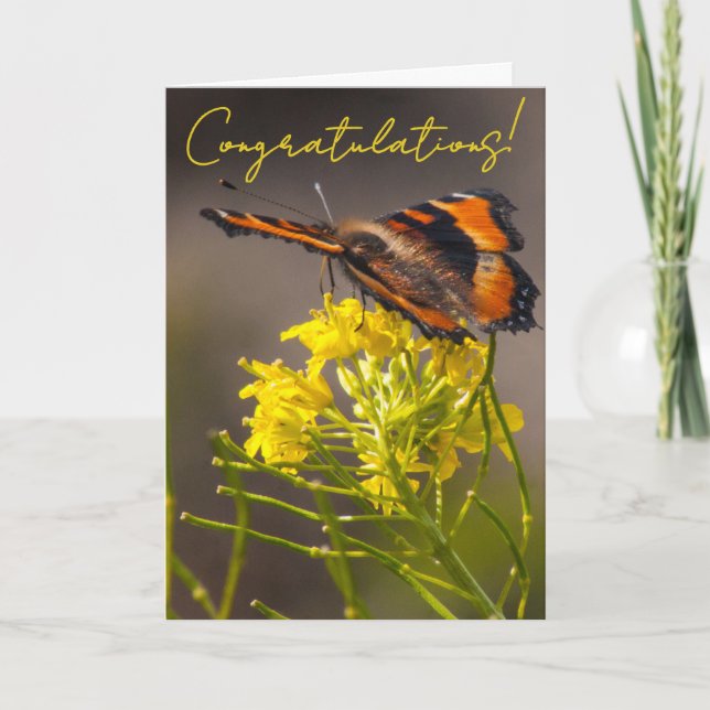 Milbert's Tortoiseshell Butterfly Close-Up Card (Front)