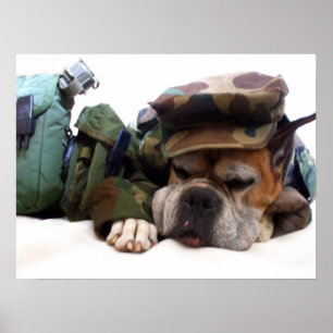 Military boxer dog poster