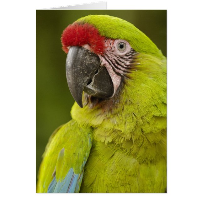 Military Macaw (Front)