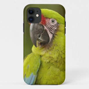Military macaw (Ara militaris) CAPTIVE. Amazon iPhone 11 Case