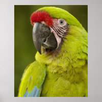Military macaw (Ara militaris) CAPTIVE. Amazon