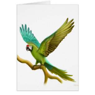 Military Macaw Card