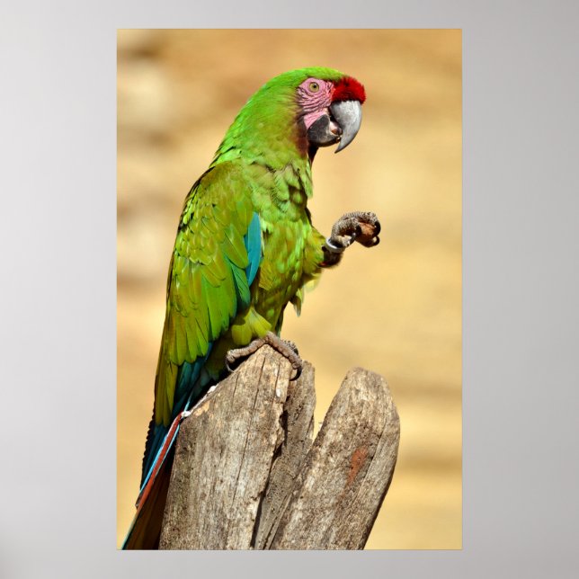 Military macaw perched poster (Front)