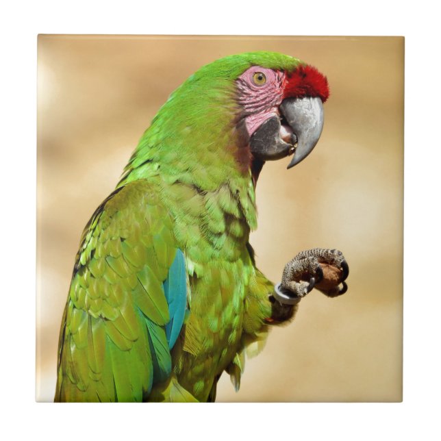 Military macaw perched tile (Front)