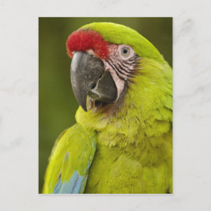 Military Macaw Postcard