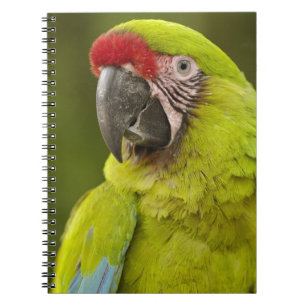 Military Macaw Spiral Notebook