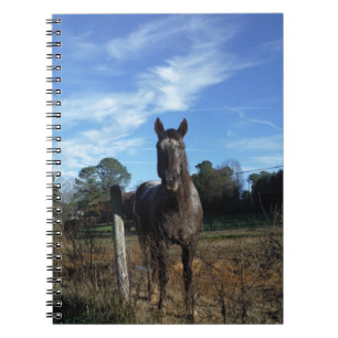 Milk Chocolate Brown Horse in Blue Spiral Notebook