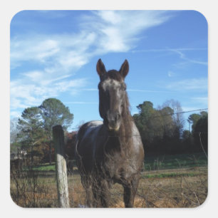 Milk Chocolate Brown Horse in Blue Square Sticker