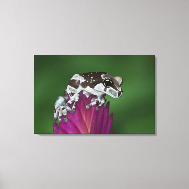 Milk Frog, Trachycephalus resinifictrix Canvas Print (Front)