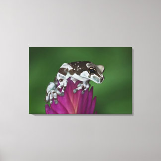 Milk Frog, Trachycephalus resinifictrix Canvas Print