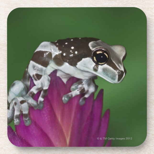 Milk Frog, Trachycephalus resinifictrix Coaster (Front)