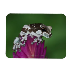 Milk Frog, Trachycephalus resinifictrix Magnet