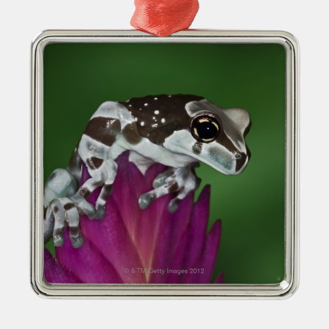 Milk Frog, Trachycephalus resinifictrix Metal Tree Decoration (Front)