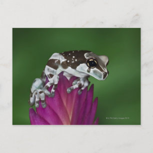 Milk Frog, Trachycephalus resinifictrix Postcard