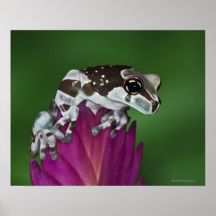 Milk Frog, Trachycephalus resinifictrix Poster