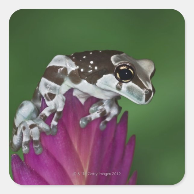 Milk Frog, Trachycephalus resinifictrix Square Sticker (Front)