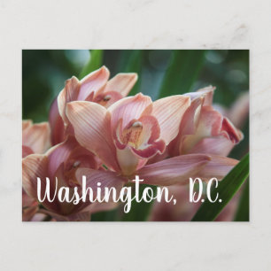 Milk Tea Orchid Washington, D.C Postcard