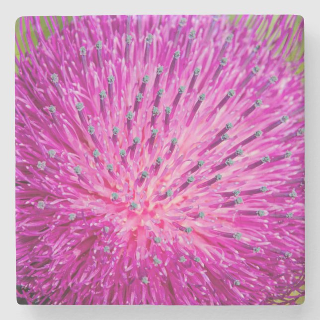 Milk thistle closeup stone coaster (Front)