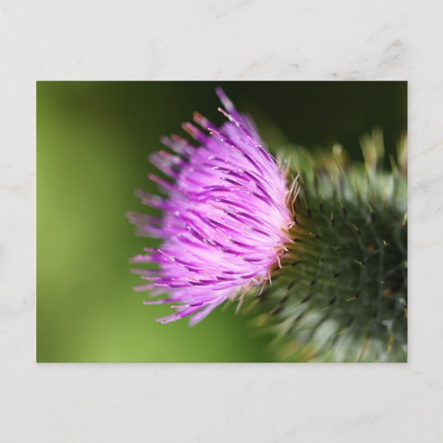 Milk Thistle Purple Wildflower Postcard (Front)
