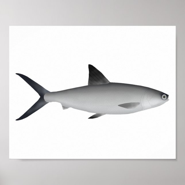 Milkfish Magnet Poster (Front)