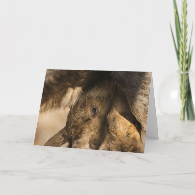 Milking Moose Calves Greeting Card (Front)