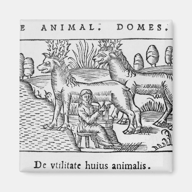 Milking reindeers magnet (Front)