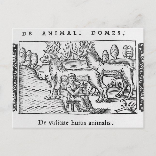 Milking reindeers postcard (Front)