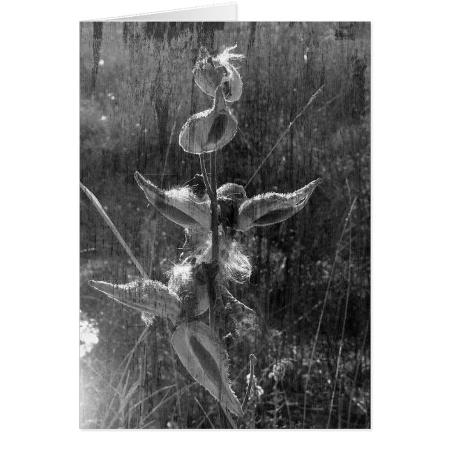 Milkweed Black and White Grunge (Front)