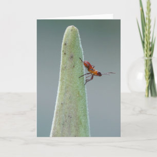 Milkweed Bug Nyph Card