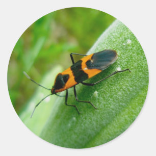 Milkweed Bug Stickers