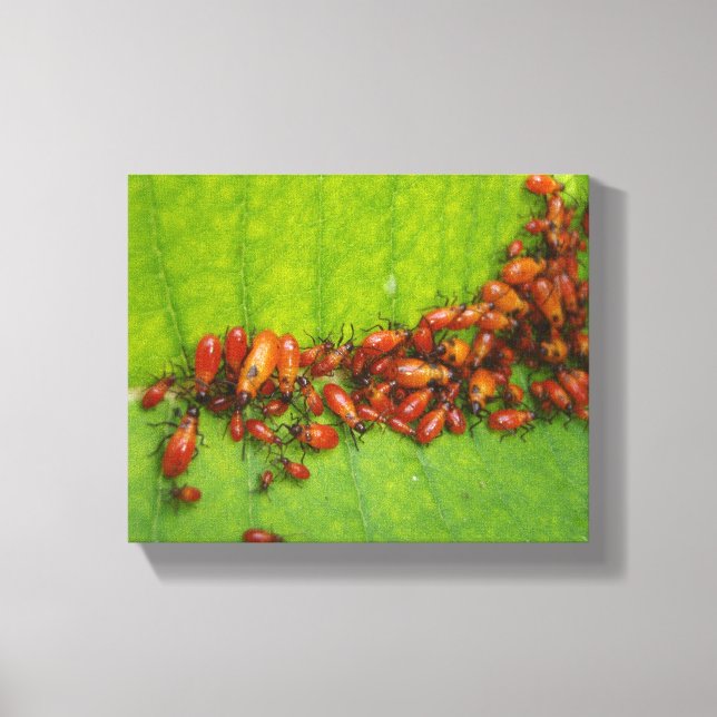Milkweed Bugs on Milkweed Leaf Canvas Print (Front)