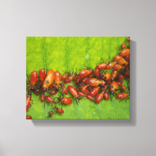 Milkweed Bugs on Milkweed Leaf Canvas Print