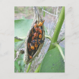 Milkweed Bugs Postcard