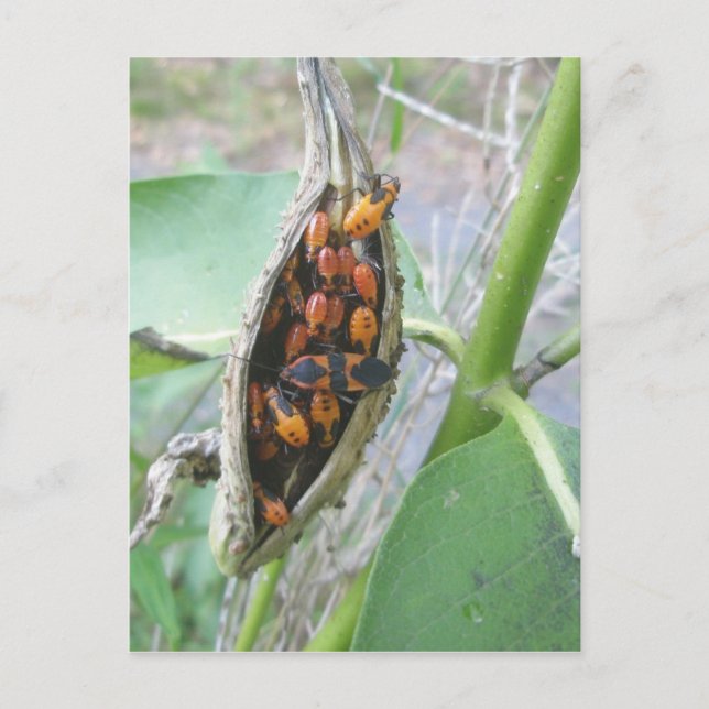 Milkweed Bugs Postcard (Front)