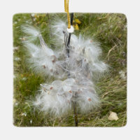 Milkweed | Butterfly |