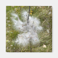Milkweed | Butterfly |
