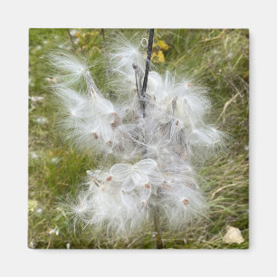 Milkweed   Butterfly   Office Magnet