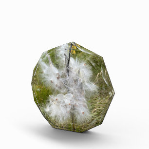 Milkweed Butterfly Photo Block