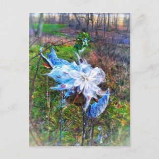 Milkweed cropped postcard