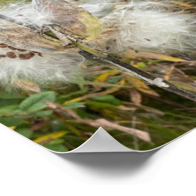 Milkweed | Natural Poster (Corner)