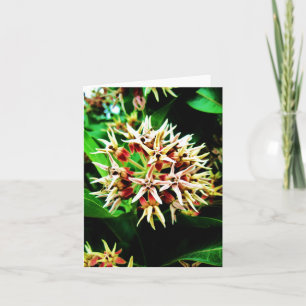 Milkweed Notecard