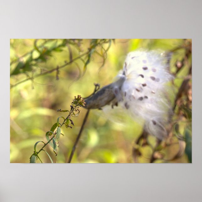 Milkweed Photo Poster (Front)