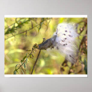 Milkweed Photo Poster